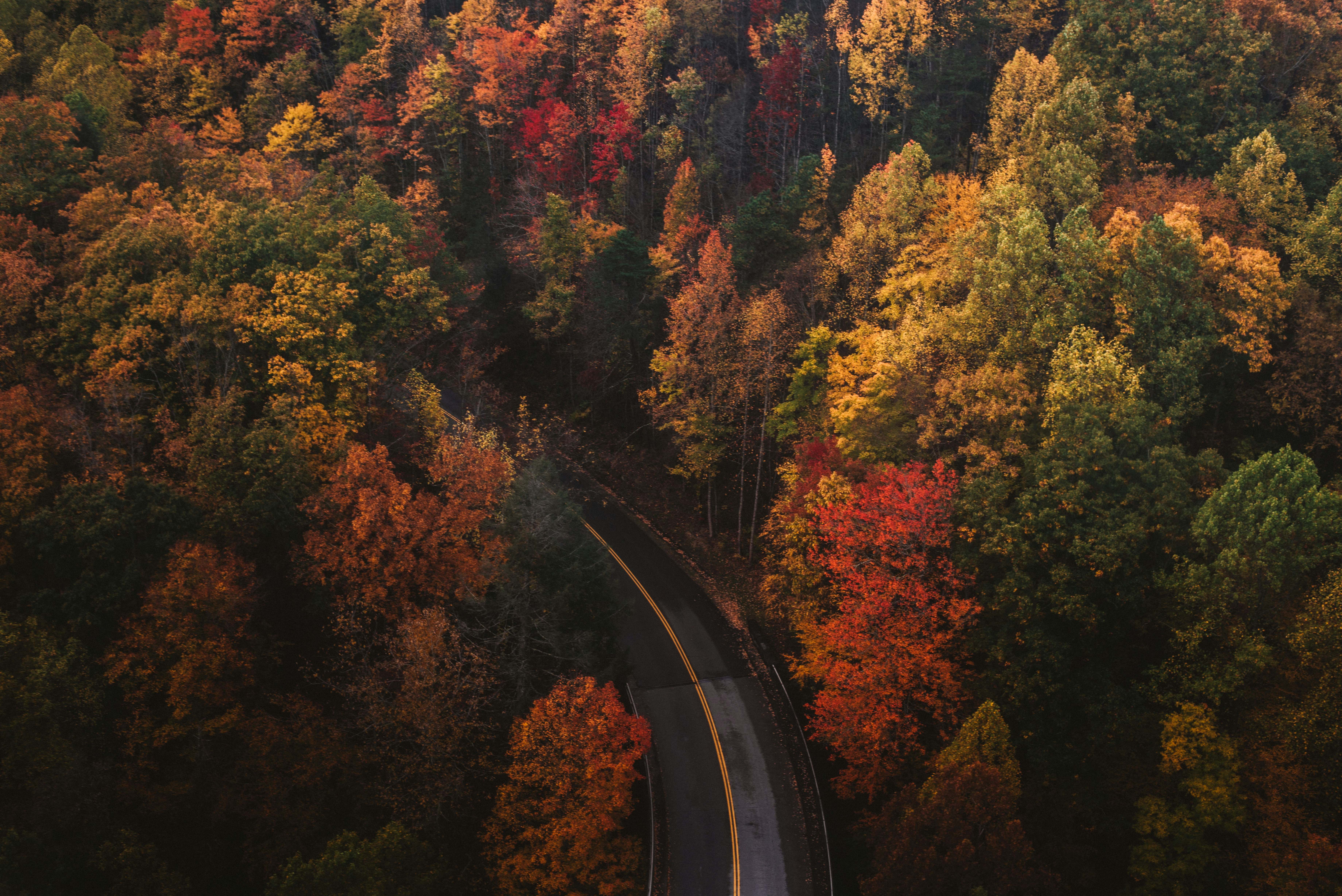Aerial view of a winding road through a vibrant autumn forest